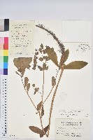 長圓葉大戟藏品圖，第1張