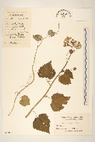 蒲兒根藏品圖，第1張