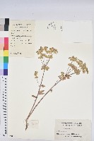 乳漿大戟藏品圖，第1張