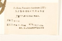 細葉苦實藏品圖，第3張