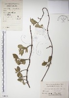 絡石藏品圖，第1張