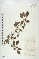 木半夏藏品圖，第1張