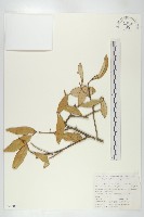 披針葉胡頹子藏品圖，第1張