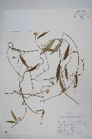 短柱絡石藏品圖，第1張