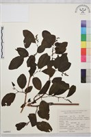 光軸勾兒菜藏品圖，第1張