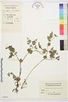 還亮草藏品圖，第1張