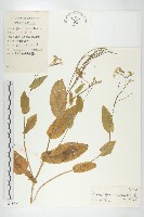 諸葛菜藏品圖，第1張