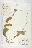 諸葛菜藏品圖，第1張