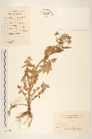 苦滇菜、苦菜藏品圖，第1張