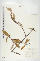 巴東胡頹子藏品圖，第1張