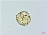 鹿蹄草藏品圖，第1張