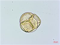 鹿蹄草藏品圖，第2張