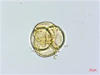 鹿蹄草藏品圖，第3張