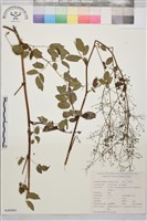 東亞唐松草藏品圖，第1張