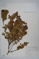 小葉黃楊藏品圖，第1張