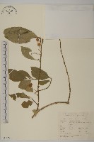 西南衛矛藏品圖，第1張