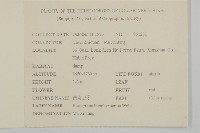 西南衛矛藏品圖，第2張