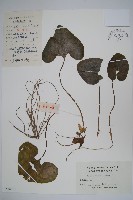 杜衡藏品圖，第1張