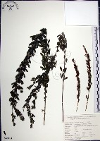 鐵掃帚、千里光藏品圖，第1張