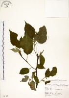 構樹藏品圖，第1張