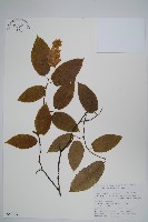 華千金榆藏品圖，第1張