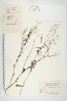 薺藏品圖，第1張