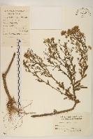 白頂飛蓬藏品圖，第1張