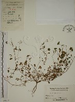 酢漿草藏品圖，第1張