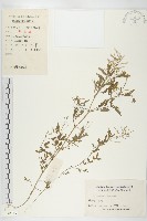 水花菜藏品圖，第1張