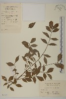 衛矛藏品圖，第1張