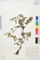 大花還藏品圖，第1張