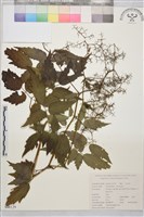 疏序唐松草藏品圖，第1張