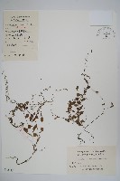 附地菜藏品圖，第1張