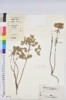 乳漿大戟藏品圖，第1張