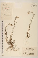 父子草、天青地白藏品圖，第1張