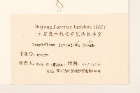 父子草、天青地白藏品圖，第3張