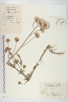 泥胡菜藏品圖，第1張