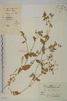 牛繁縷藏品圖，第1張