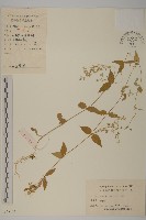 中國繁縷藏品圖，第1張