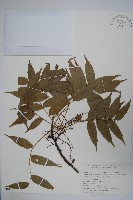 黃連木、爛心木藏品圖，第1張