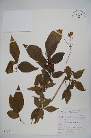 須蕊忍冬藏品圖，第1張