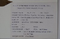 須蕊忍冬藏品圖，第2張