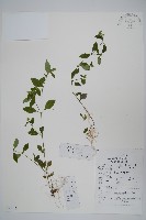 爵床、六角英藏品圖，第1張