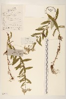 薄雪火絨草藏品圖，第1張