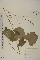 腺梗菜藏品圖，第1張