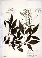 黃荊藏品圖，第1張