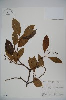 紫藥紅莢迷藏品圖，第1張