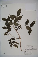 接骨木，木蒴藋藏品圖，第1張