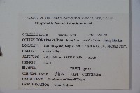 接骨木，木蒴藋藏品圖，第2張