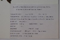 四川忍冬藏品圖，第2張